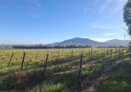 Mont du Toit Wine & Olive Estate For Sale in Wellington, Western Cape, South