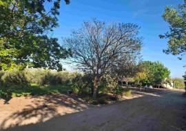 Mont du Toit Wine & Olive Estate For Sale in Wellington, Western Cape, South