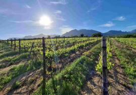 Mont du Toit Wine & Olive Estate For Sale in Wellington, Western Cape, South