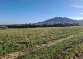 Mont du Toit Wine & Olive Estate For Sale in Wellington, Western Cape, South