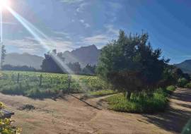 Mont du Toit Wine & Olive Estate For Sale in Wellington, Western Cape, South