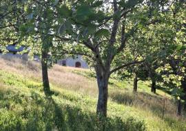 Mont du Toit Wine & Olive Estate For Sale in Wellington, Western Cape, South