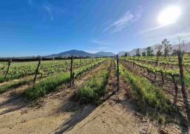 Mont du Toit Wine & Olive Estate For Sale in Wellington, Western Cape, South