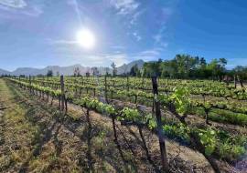 Mont du Toit Wine & Olive Estate For Sale in Wellington, Western Cape, South