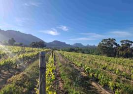 Mont du Toit Wine & Olive Estate For Sale in Wellington, Western Cape, South