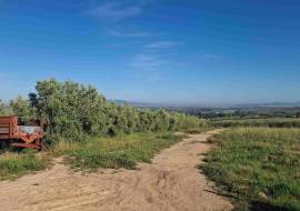 Mont du Toit Wine & Olive Estate For Sale in Wellington, Western Cape, South