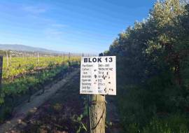 Mont du Toit Wine & Olive Estate For Sale in Wellington, Western Cape, South