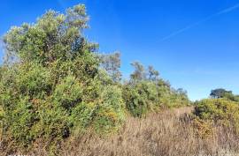 Rustic Land for Sale in Salir – 9,300 m² by the road