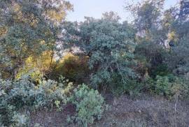 Rustic Land for Sale in Salir – 9,300 m² by the road