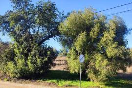 Rustic land with building permission, 12000 m2 next to sports complex in Salir