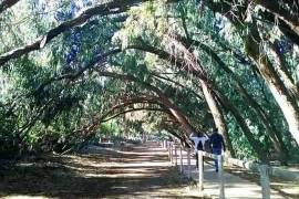 3 Bedrooms - Bungalow - Alicante - For Sale - N8463