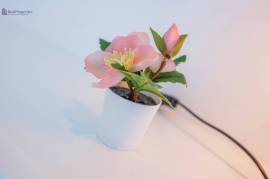 RENTALS - JANUARY 2026 TO APRIL 2026