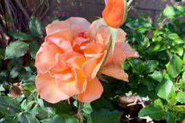 Luxury 4 Bed Villa For Sale In Generations Indio California