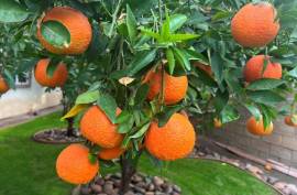 Luxury 4 Bed Villa For Sale In Generations Indio California