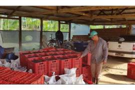 Emigrating to Bahia - farm paradise near Ilhéus with 140 ha