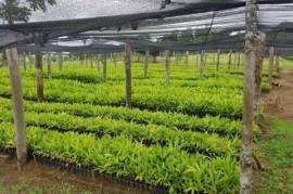 Emigrating to Bahia - farm paradise near Ilhéus with 140 ha