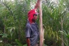 Emigrating to Bahia - farm paradise near Ilhéus with 140 ha